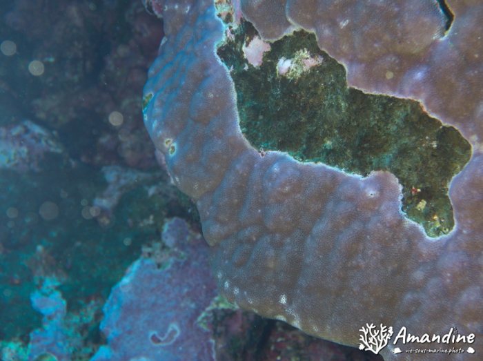 Corail dur