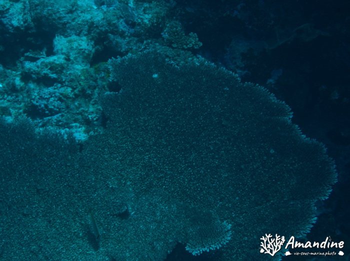 Corail dur