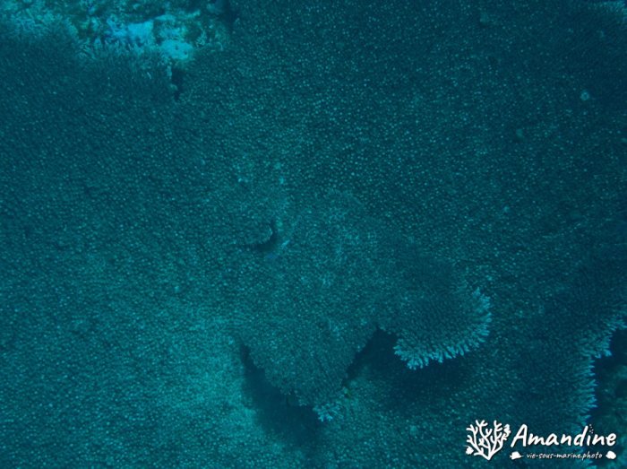 Corail dur