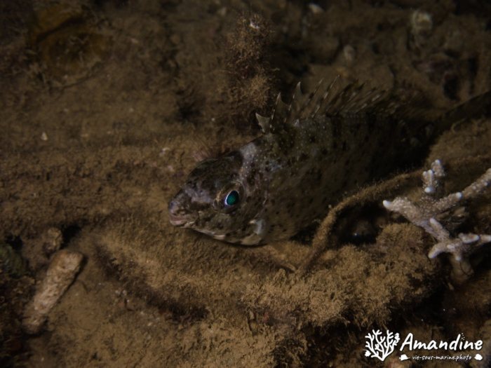 Poisson à trois nageoires