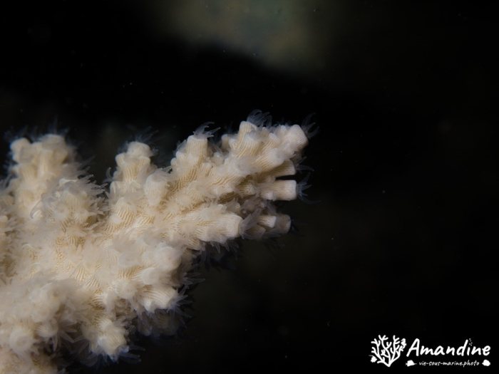 Corail dur