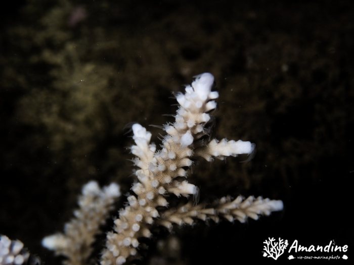 Corail dur