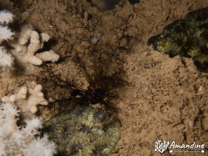 Corail dur