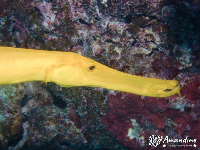 Aulostomus chinensis