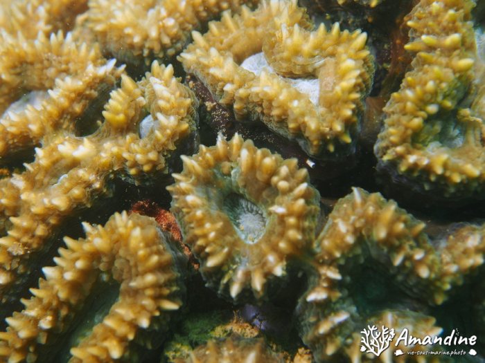Corail dur