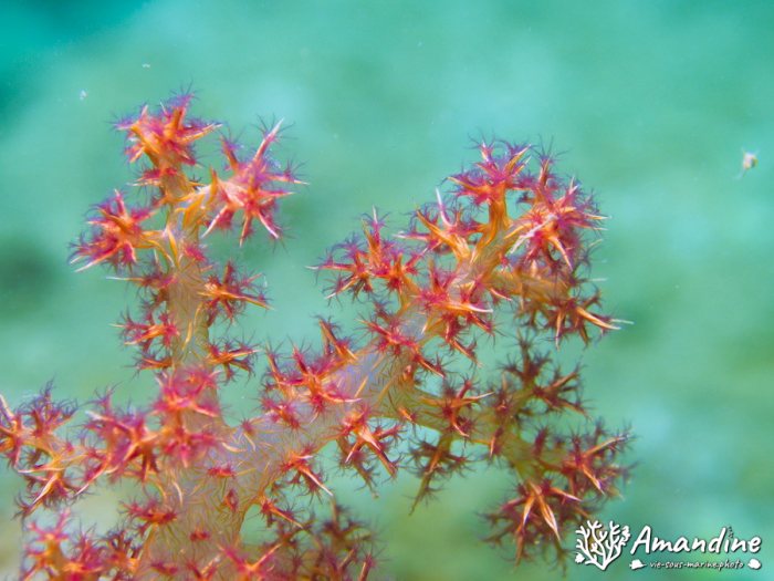 Dendronephthya sp.