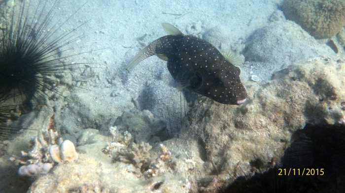 Arothron hispidus