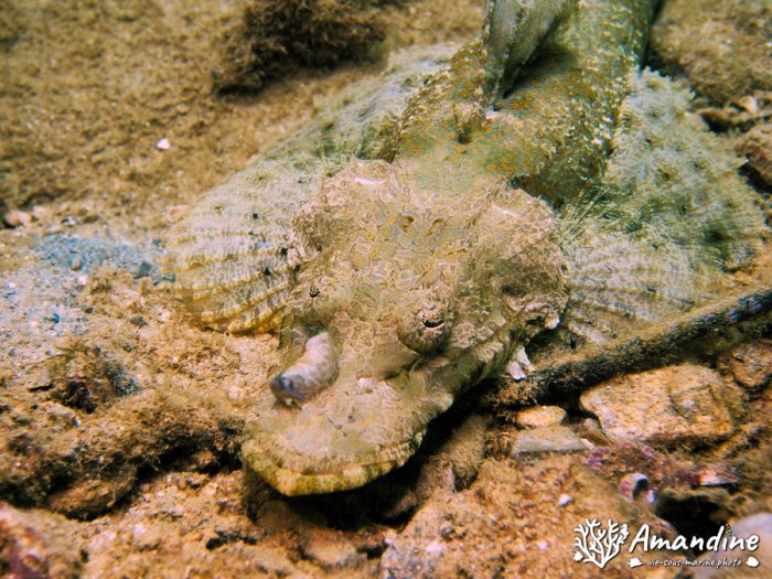 Poisson-crocodile