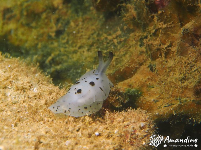 Limaces de mer