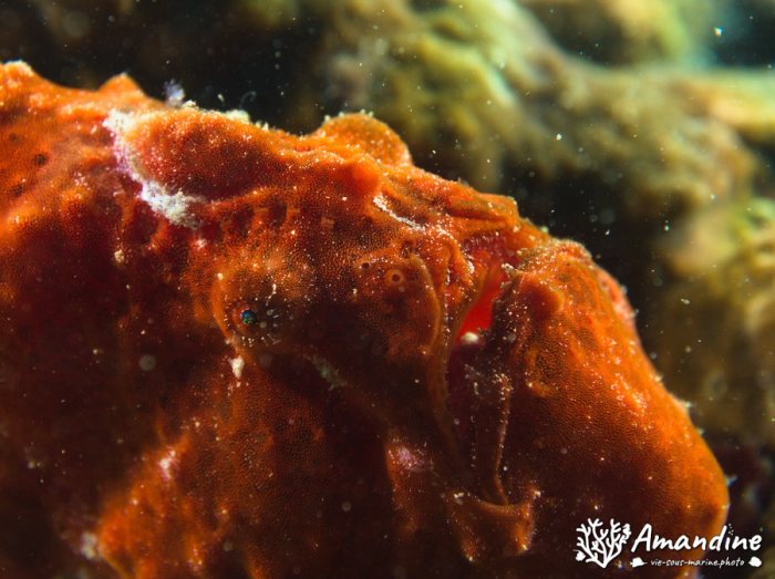 Antennarius commerson