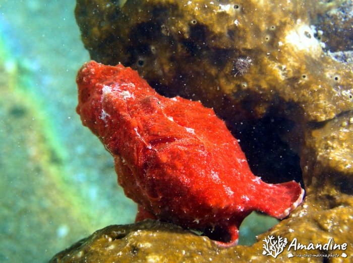 Antennarius commerson