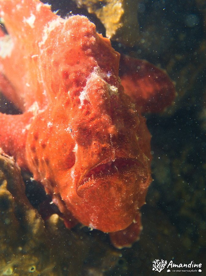Antennarius commerson