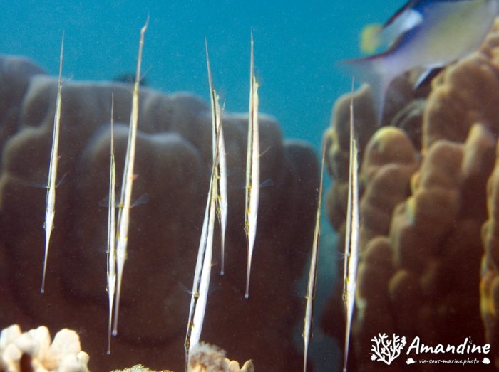 Aeoliscus strigatus