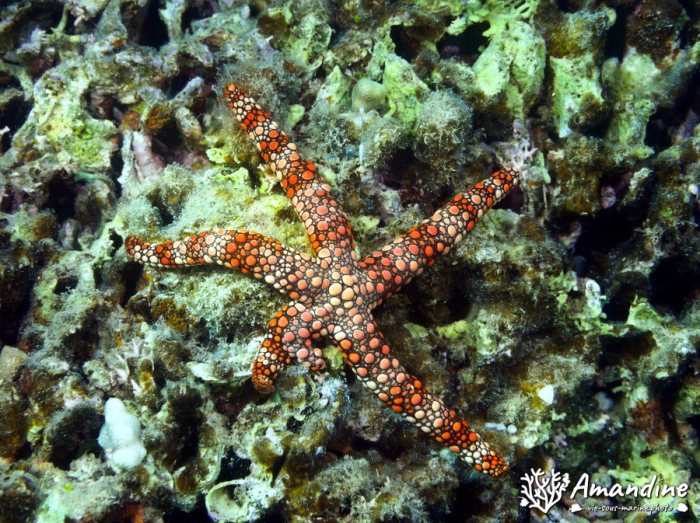 Nardoa gomophia