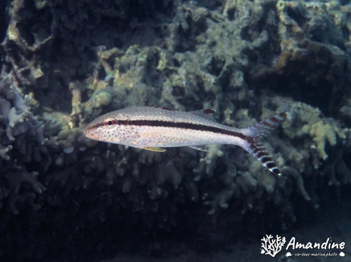 Upeneus tragula