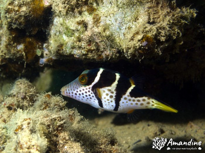 Canthigaster valentini