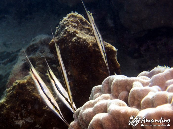 Aeoliscus strigatus