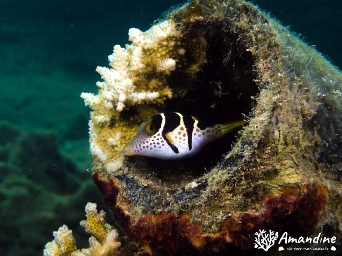 Canthigaster valentini