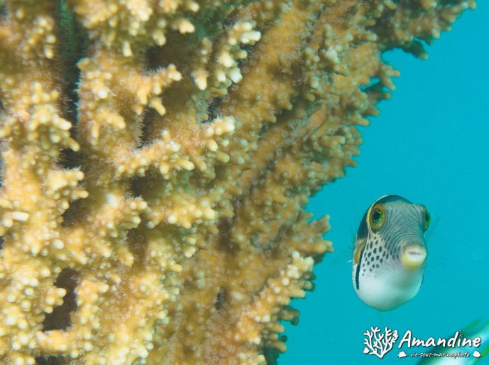 Canthigaster valentini