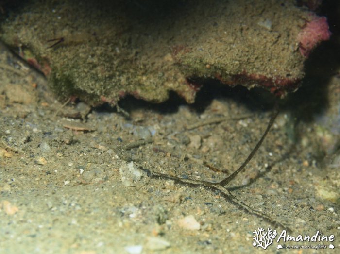 Bonellia sp.