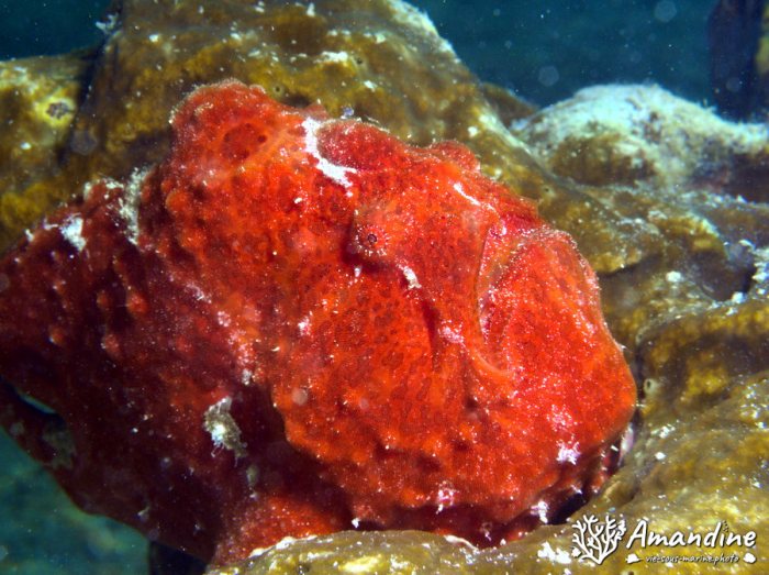 Antennarius commerson