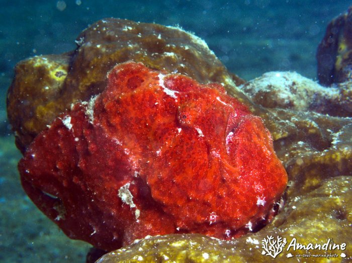 Antennarius commerson