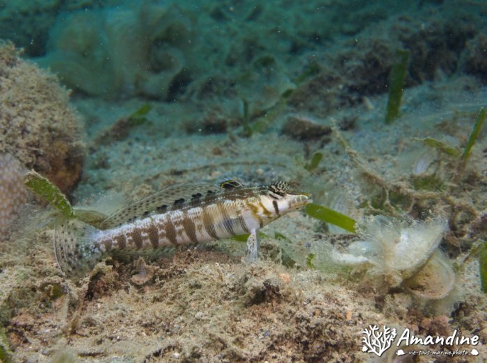 Parapercis