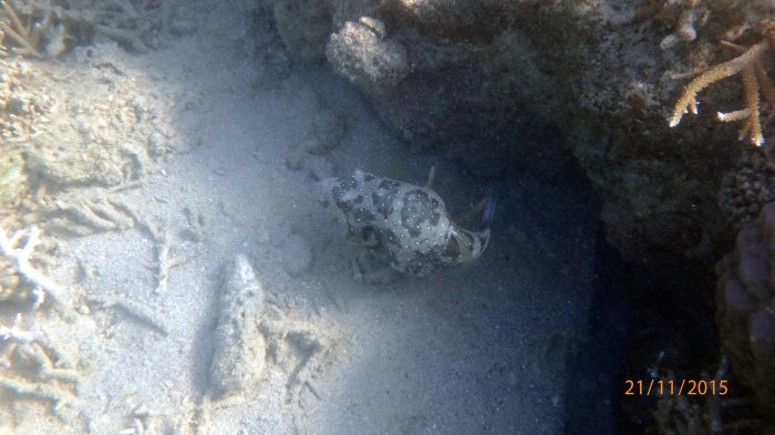 Arothron hispidus