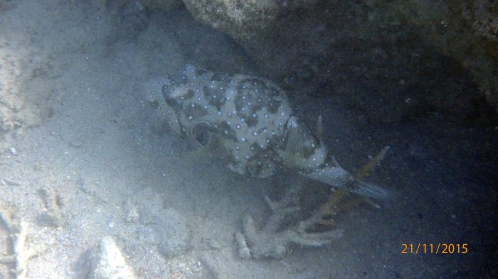 Arothron hispidus