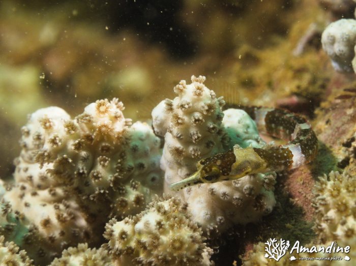 Corythoichthys amplexus