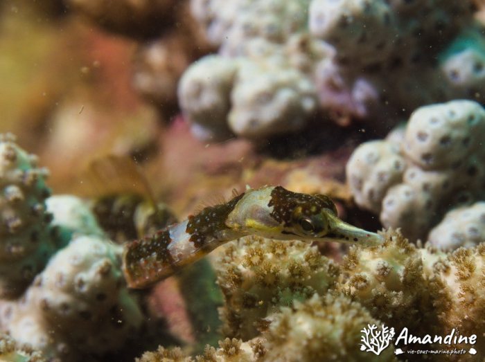 Corythoichthys amplexus