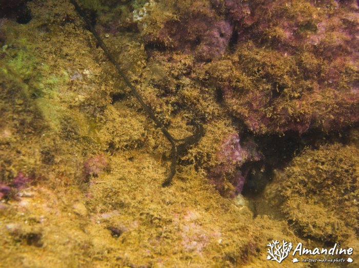Bonellia sp.