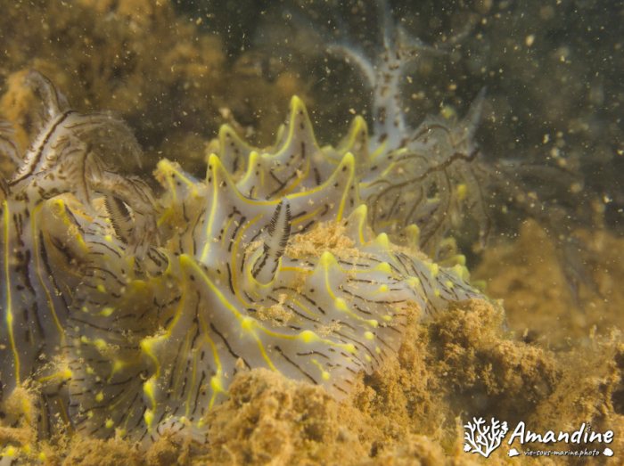 Limaces de mer