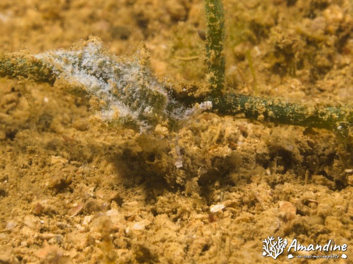 Limaces de mer
