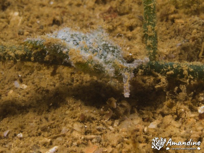 Limaces de mer