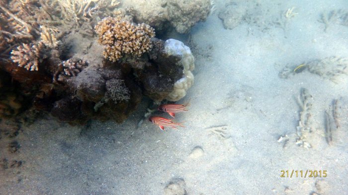 Sargocentron rubrum
