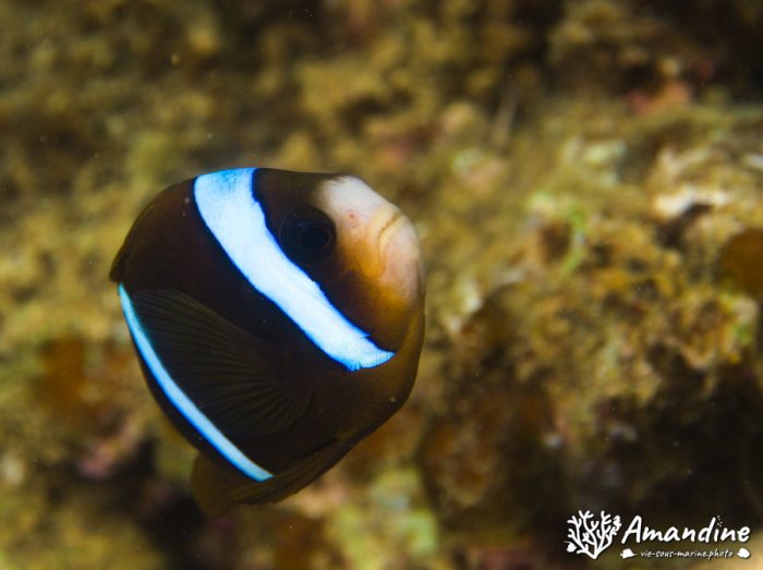 Amphiprion akindynos