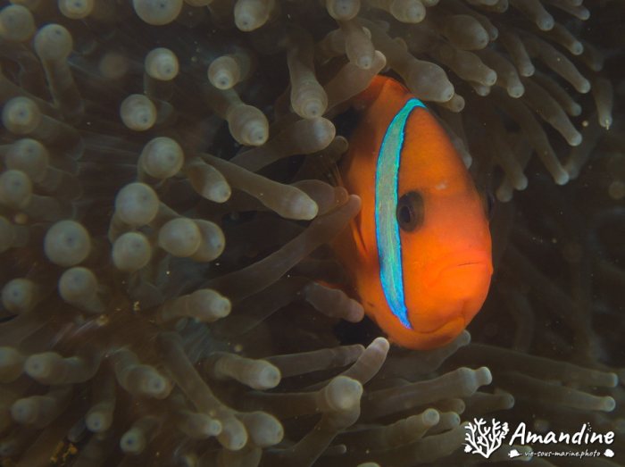Amphiprion melanopus
