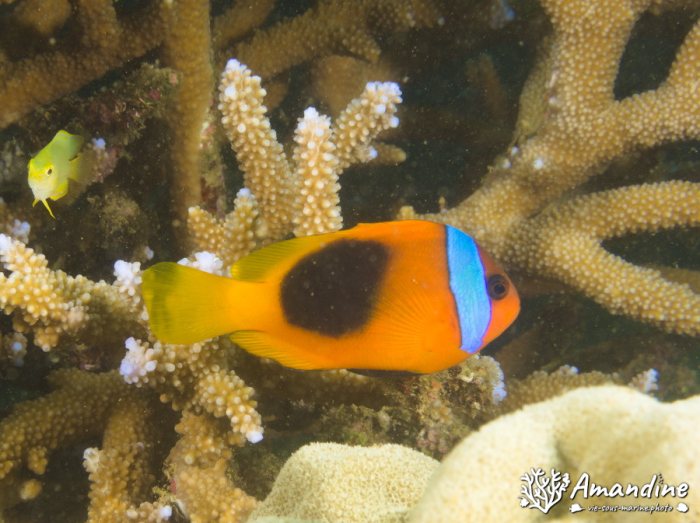 Amphiprion melanopus