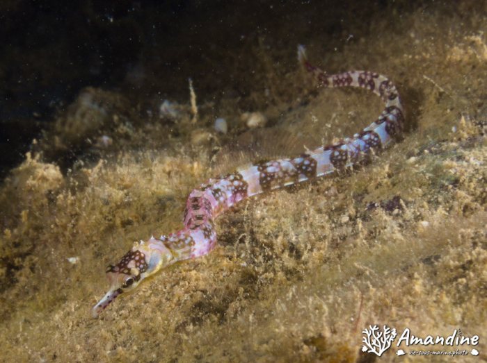 Poisson-pipe