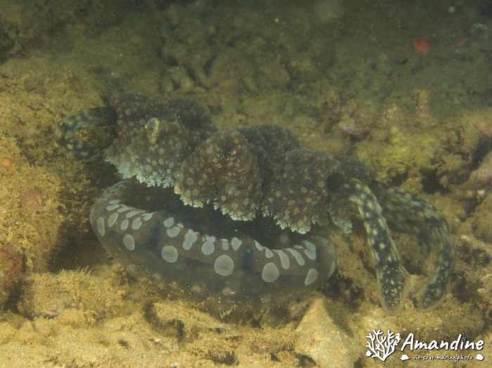 Mastigias papua