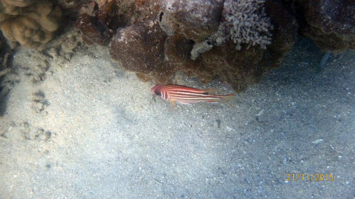 Sargocentron rubrum