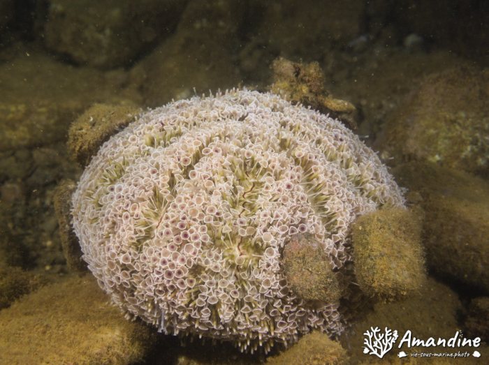 Toxopneustes pileolus