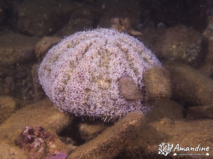 Toxopneustes pileolus