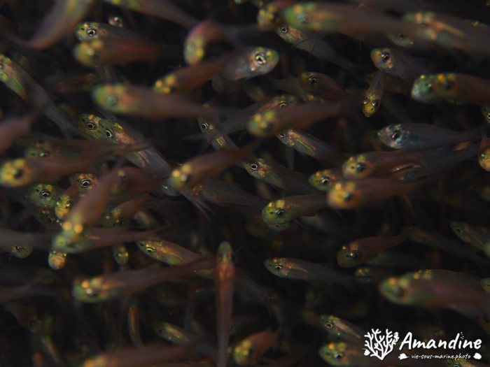Poissons osseux