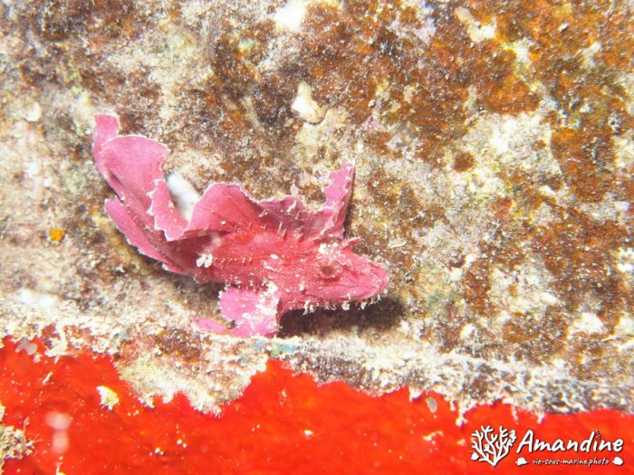 Taenianotus triacanthus