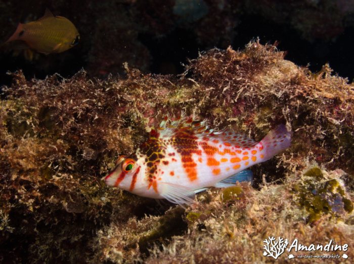 Cirrhitichthys falco
