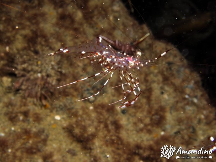 Urocaridella sp.