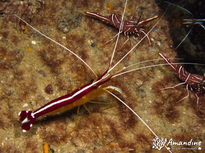 Lysmata amboinensis