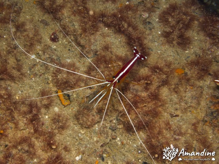 Lysmata amboinensis